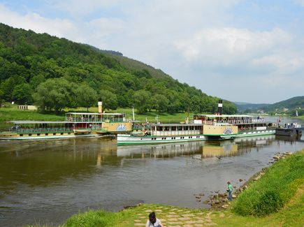 Sächsische Dampfschiffahrt Der historische Schaufelraddampfer "Pillnitz" fährt auf der Elbe vorbei an grünen Ufern.